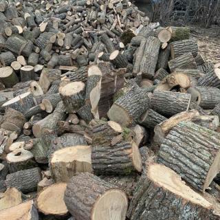 Продам дрова твердих порід дерева дуб, граб, ясень. - фото