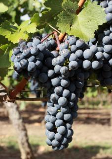 Виноград і вино - фото