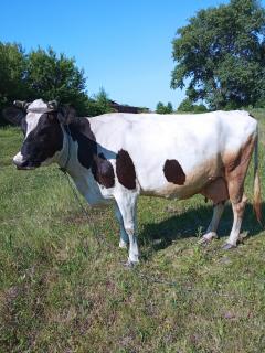 Продам корову чорно-рябу, спокійна - фото