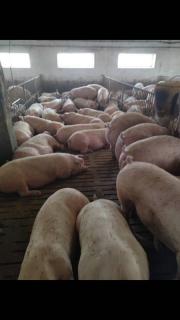 Реалізуємо свиней м’ясної породи (150+ кг) - фото