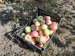 Продам екологічно чисті яблука різних сортів - фото