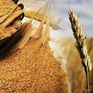 Закуповуємо зерновідходи соняшника, сої, кукурудзи, пшениці - фото
