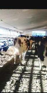 Корови молочних порід - фото