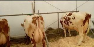 Корови молочної породи, плем'я чистокровних Айширів - фото
