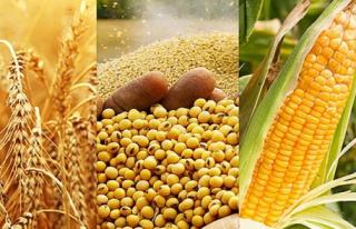 Закуповуємо кукурудзу, пшеницю, сою, соняшник - фото