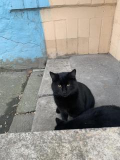 Чорний котик в добрі руки - фото