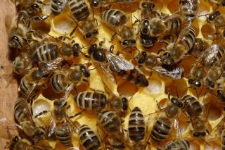 Продам бджолопакети Карпатка 30 штук - фото