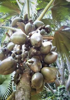 кокосове борошно для харчового виробництва - фото