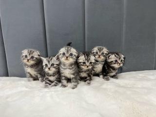 Шотландські кошенята в люблячу родину - фото