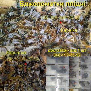 Матка Карпатка, Карніка 2023 плідна, мічена Бджоломатка - фото