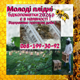 Матка Карпатка, Карніка 2026 плідна, мічена Бджоломатка