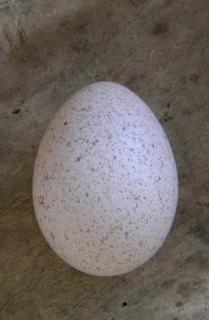 Інкубаційні яйця індичок БІГ-6 - фото