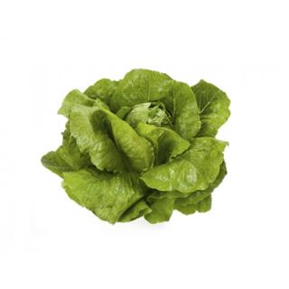 Продам салат ВЕРОДІТА, лінійки Ромен, чудовий смак, зелень - фото
