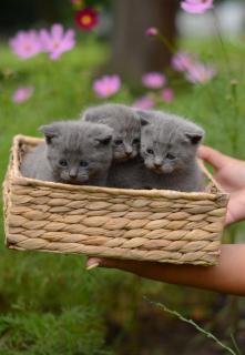 Шотланські Кошенята Чистокровні - фото