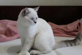 Шотландські кошенята срібна шиншила - фото