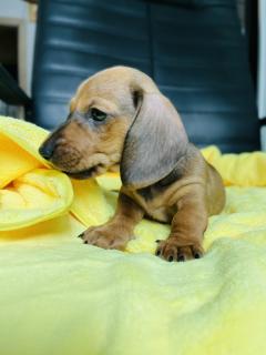 Щеня карликової такси Щеня карликової такси