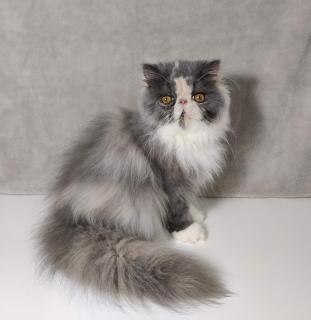 Персидська кішечка шукає родину, перси, екзоти, перська, persian - фото
