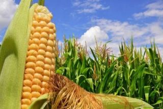Зерно кукурудзи ДП Пивиха - фото