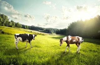 Купуємо у населення корів, коней, лошат, бичків, телиць, телят - фото