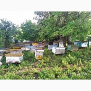Продам бджолопакети: Карпатка, Українська степова - фото