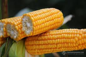 Зерно кукурузи Меган - фото