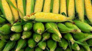 Зерно кукурудзи Орілскай - фото