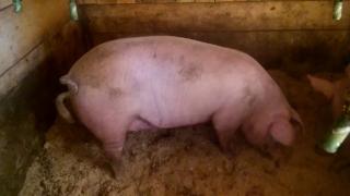 Продам свиней живою вагою, м'ясної і сальної породи. - фото